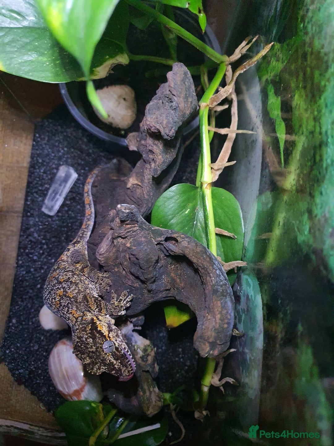 Gecko reptiles for sale: Friendly Gargoyle Gecko - Advert 3