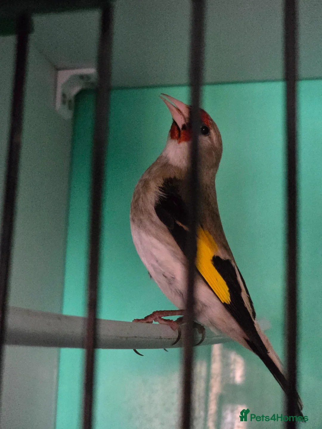 Finches birds for sale: Pair of Himalayan goldfinch  - Advert 1