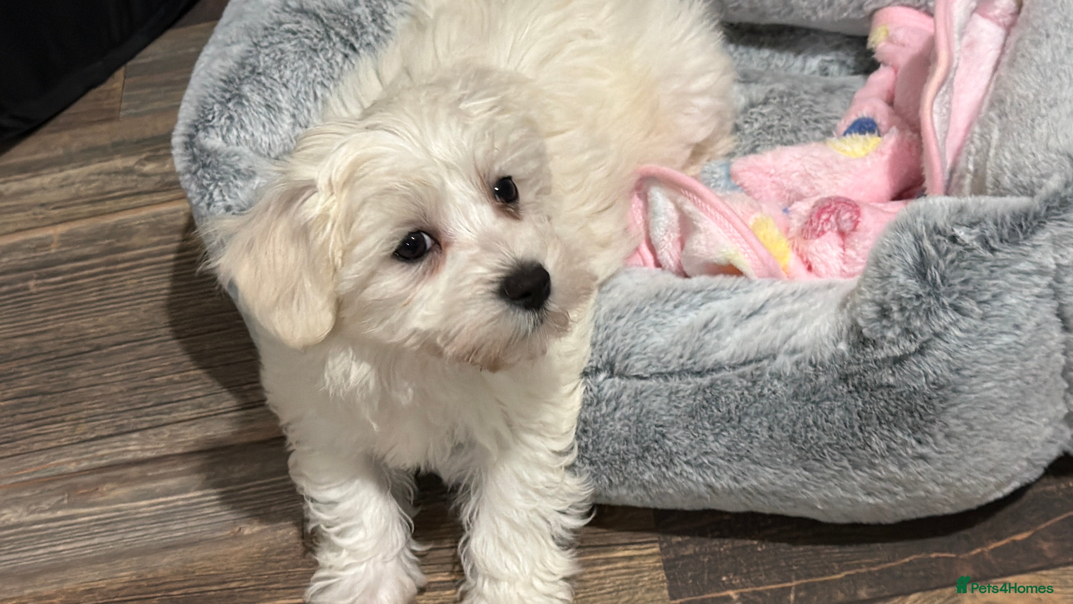 Maltese dogs Beautiful Maltese girl  - Advert 1