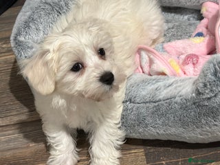 Maltese dogs Beautiful Maltese girl - Advert 1