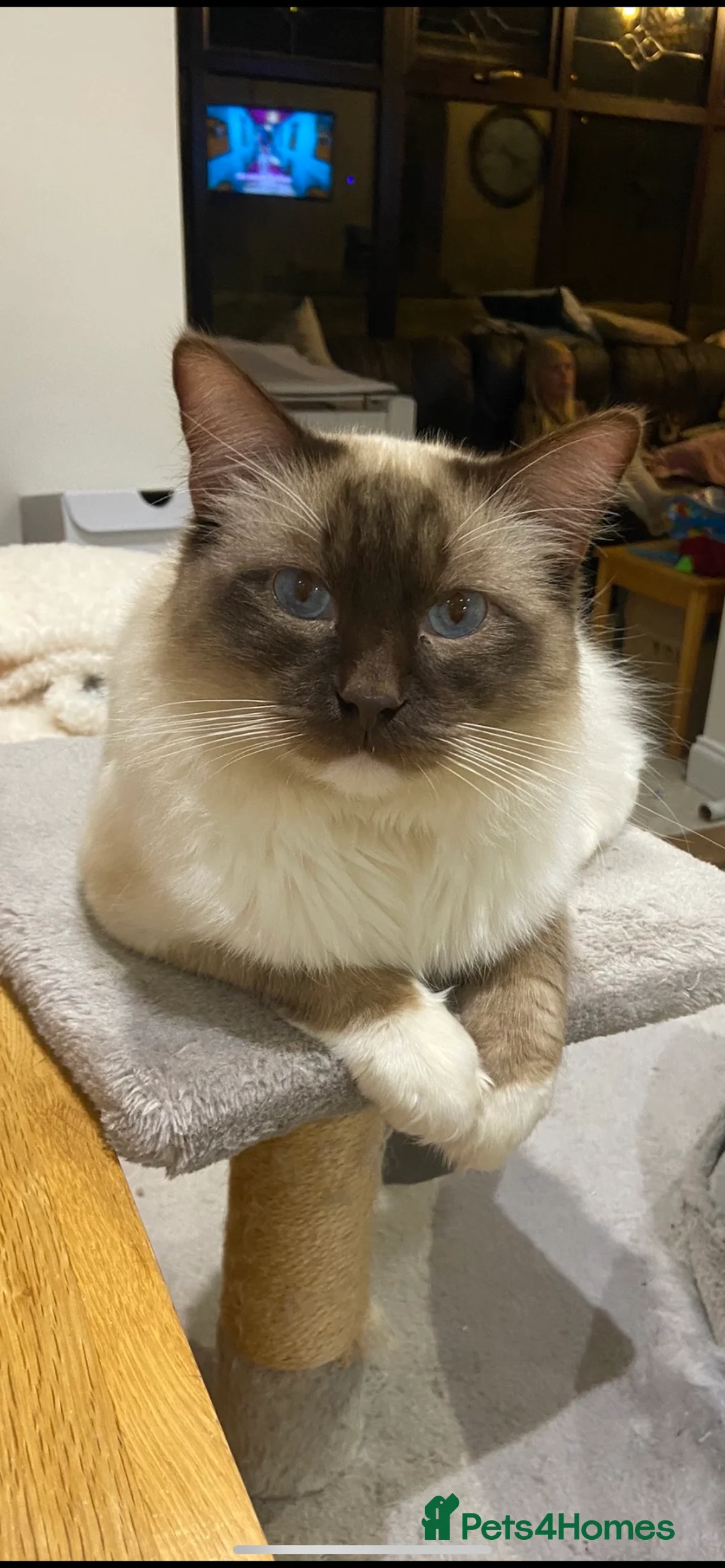 Ragdoll cats for stud: Gorgeous GGCF/TICA chocolate  mitted ragdoll in Norwich - Advert 4