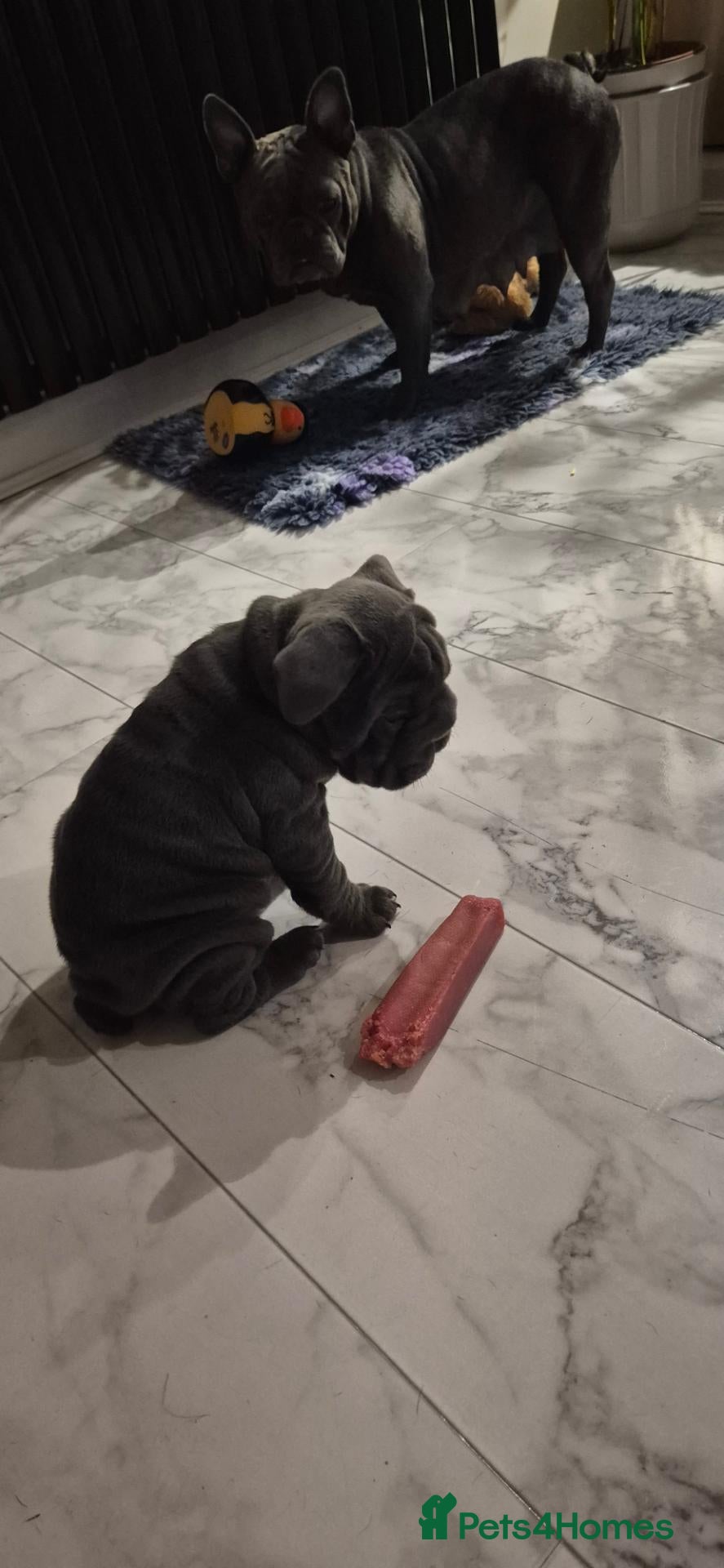 French Bulldog dogs Full kc registered French bulldog puppies - Advert 2