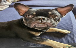 French Bulldog dogs for sale: 2 French bulldogs  - Image 2