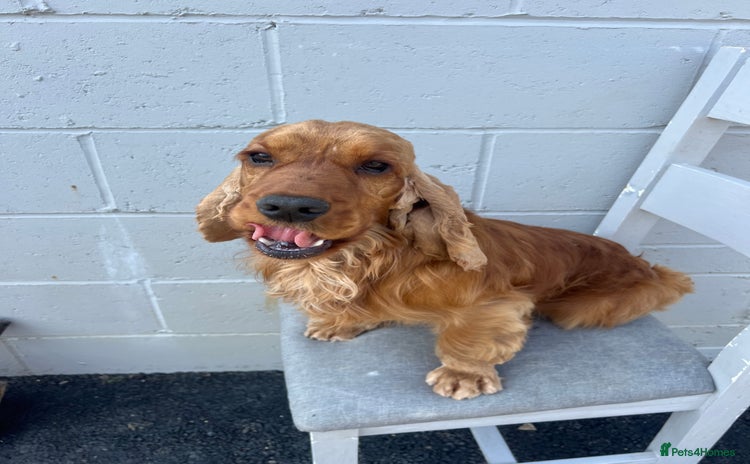 Cocker Spaniel dogs in Maidstone - Advert 11