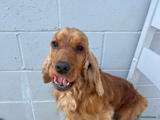 Cocker Spaniel dogs in Maidstone - Advert 24