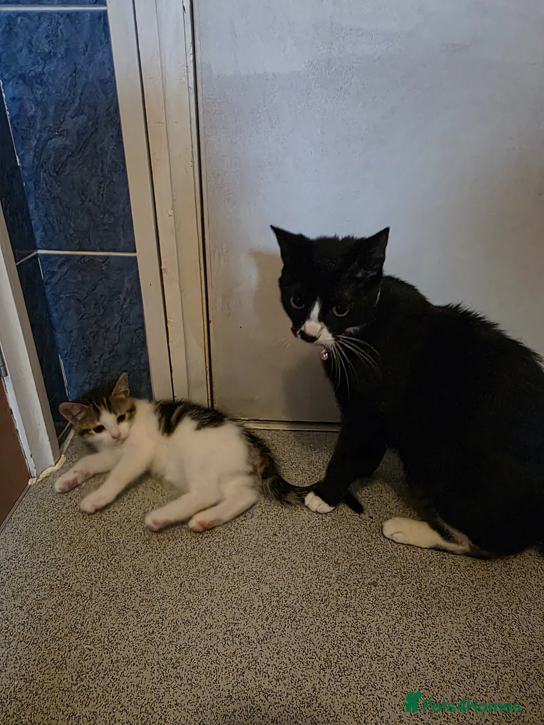British Shorthair cats for sale: White female and black male  - Advert 3
