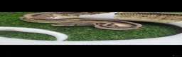 Python Snake reptiles for sale: Ball python with enclosure - Advert 1
