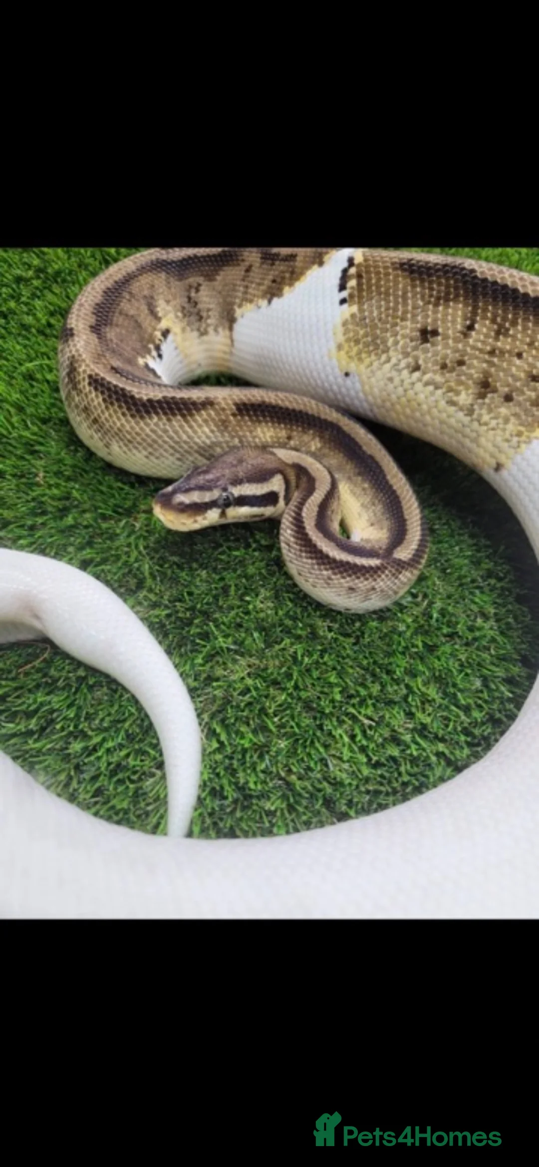 Python Snake reptiles for sale: Ball python with enclosure - Advert 1