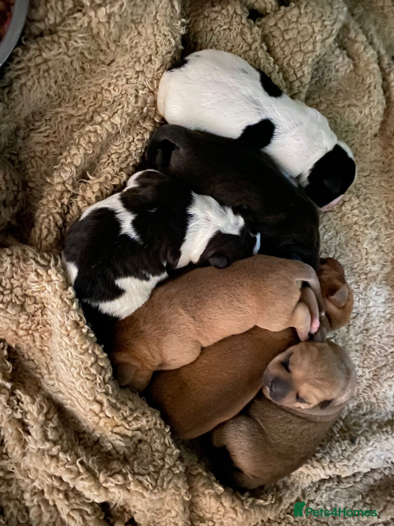 Mixed Breed dogs Sharpei x Ridgeback  - Advert 3