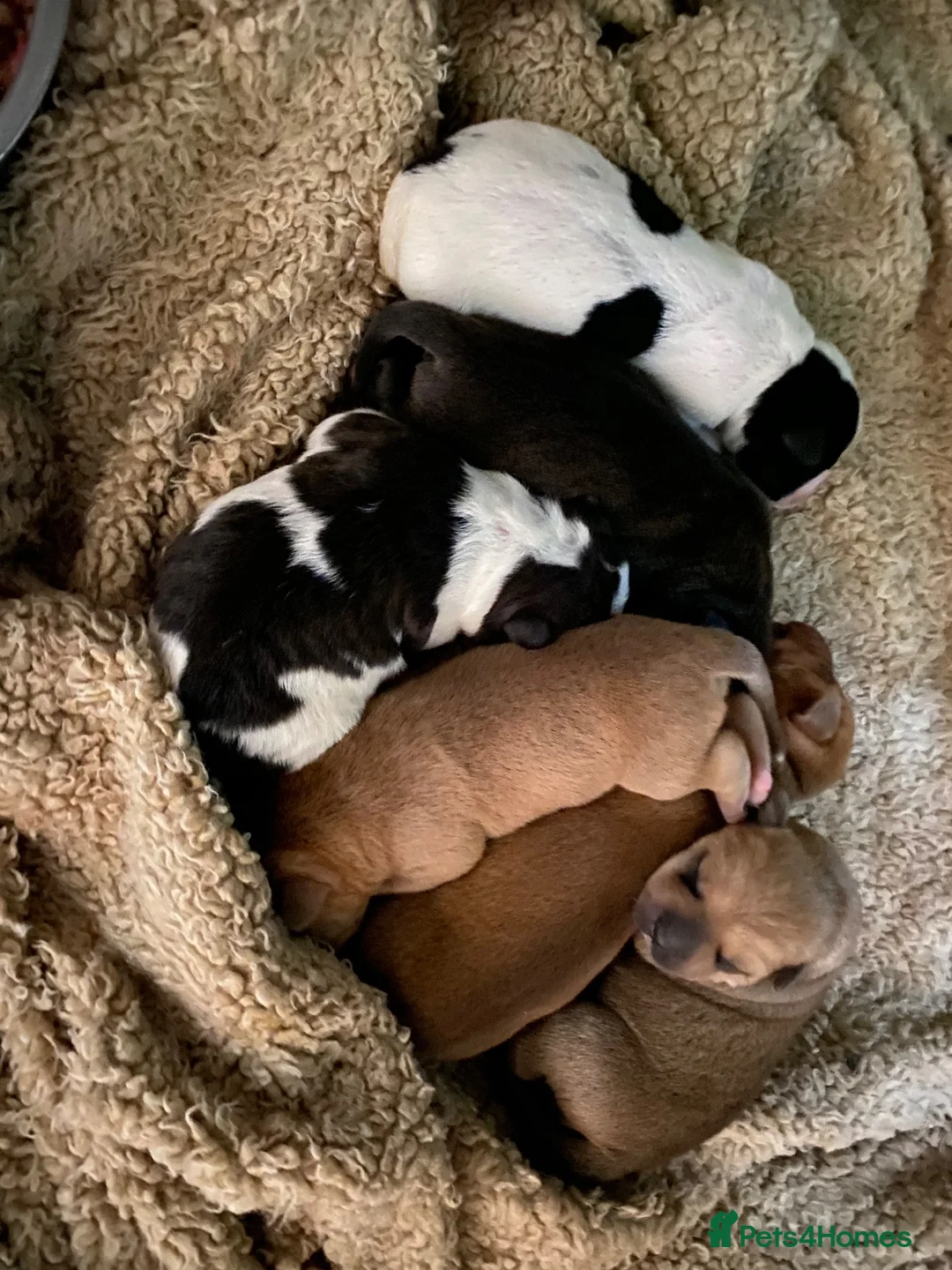 Mixed Breed dogs for sale: Sharpei x Ridgeback  - Advert 1