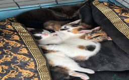 Mixed Breed cats for sale: 2 girl calico kittens  - Image 7