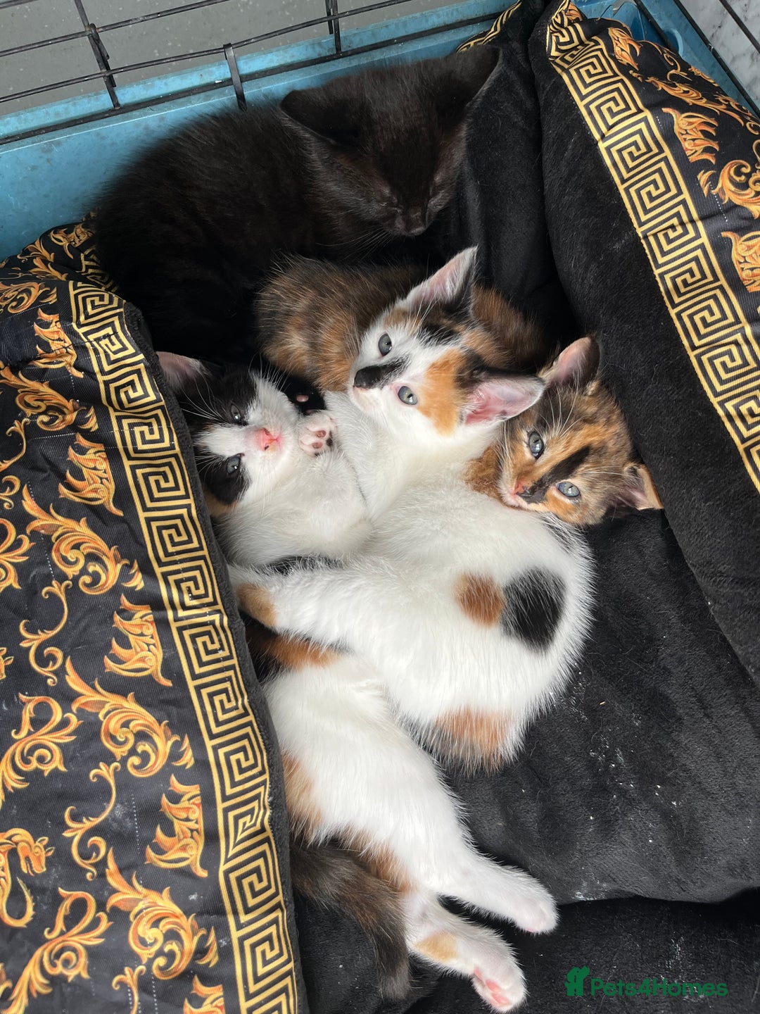 Mixed Breed cats for sale: 2 girl calico kittens  - Image 7