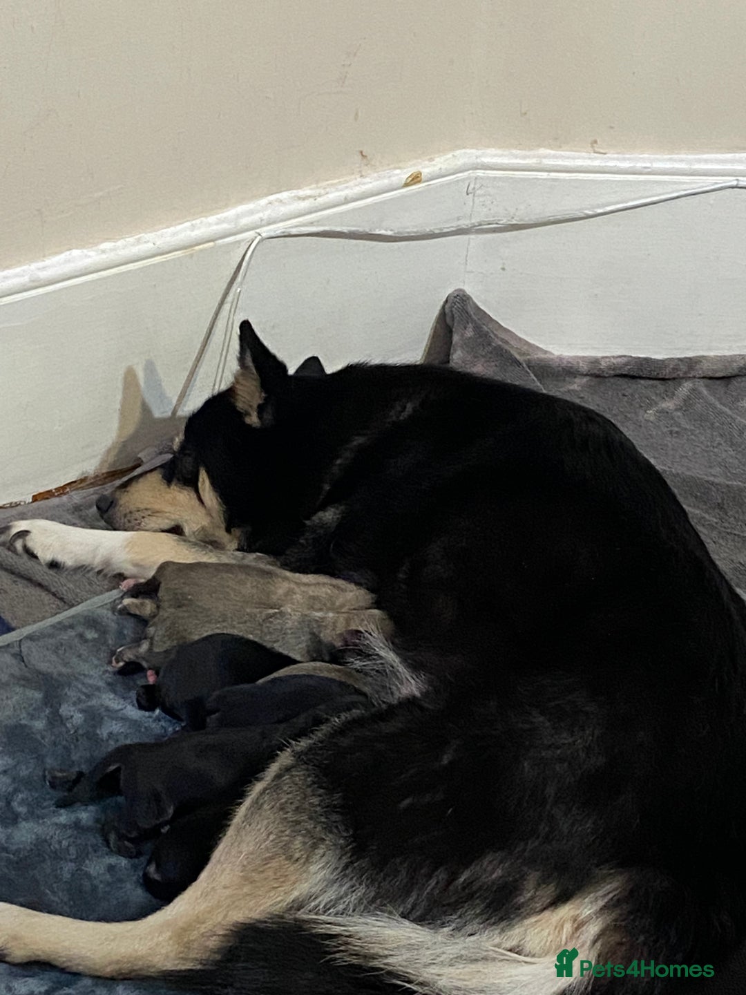 Pomsky dogs for sale: 6 month Pomsky puppies - Image 4