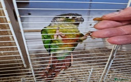 Conures birds for sale: Pair of conures - Image 3