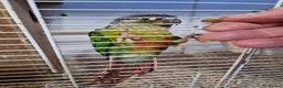 Conures birds for sale: Pair of conures - Advert 3