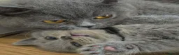 British Shorthair cats for sale: British Shorthair Kitten  - Advert 13