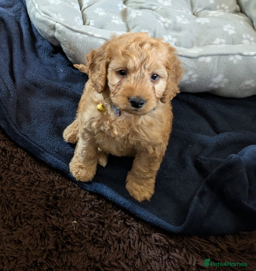 Cockapoo dogs for sale: F1 Apricot male cockapoo (stunning) - Advert 5