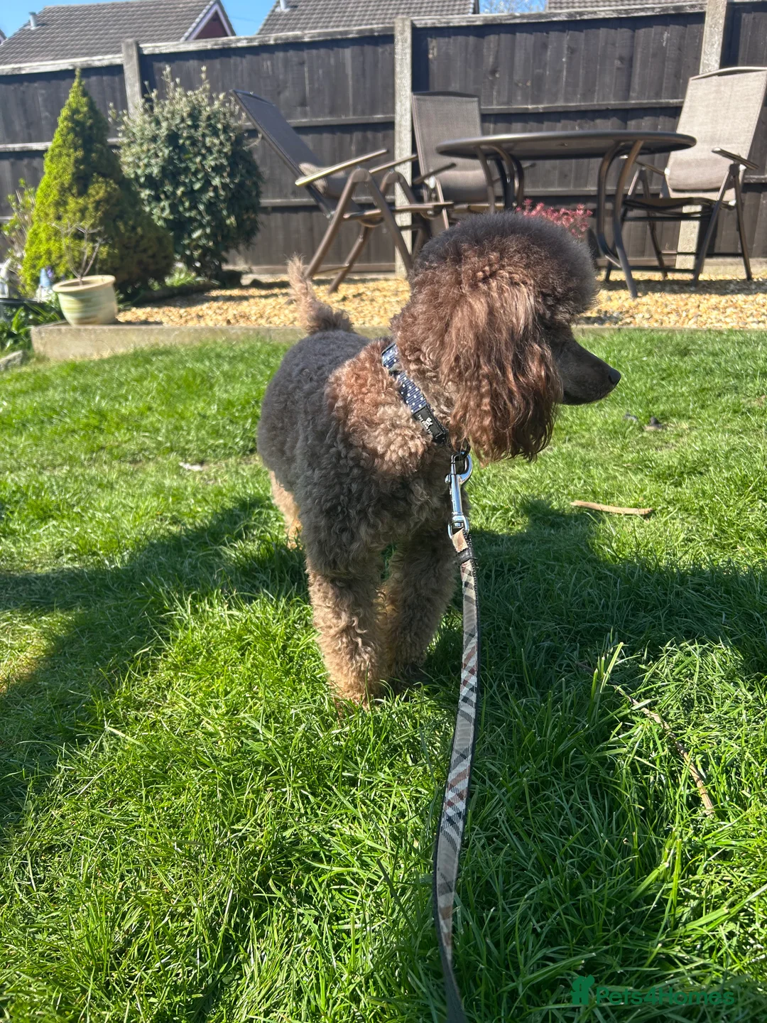 Miniature Poodle dogs for stud: KC TOY CHOCOLATE PHANTOM POODLE in Willenhall - Advert 3