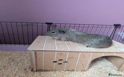 Guinea Pig rodents for sale: Free - Male solo guinea pig - Image 3