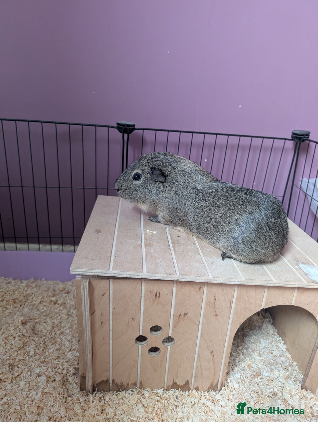 Guinea Pig rodents for sale: Free - Male solo guinea pig - Image 3