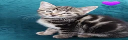Mixed Breed cats for sale: Tabby Kittens 😸  - Advert 2