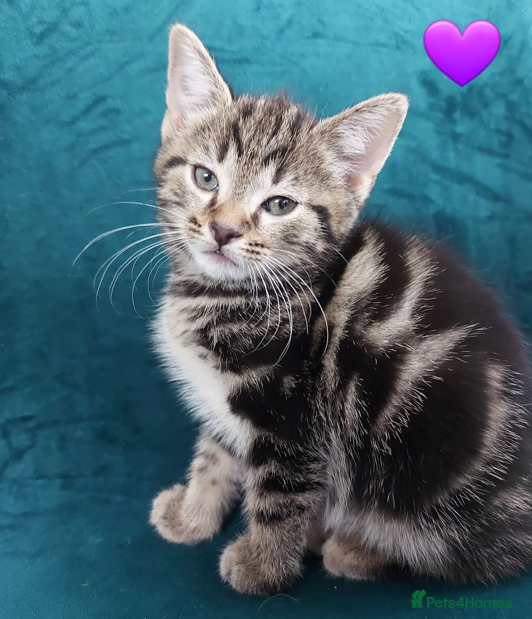 Mixed Breed cats for sale: Tabby Kittens 😸  - Advert 2