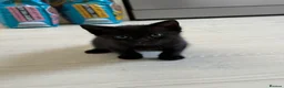 Mixed Breed cats for sale: 3 bsh cross kittens  - Advert 11