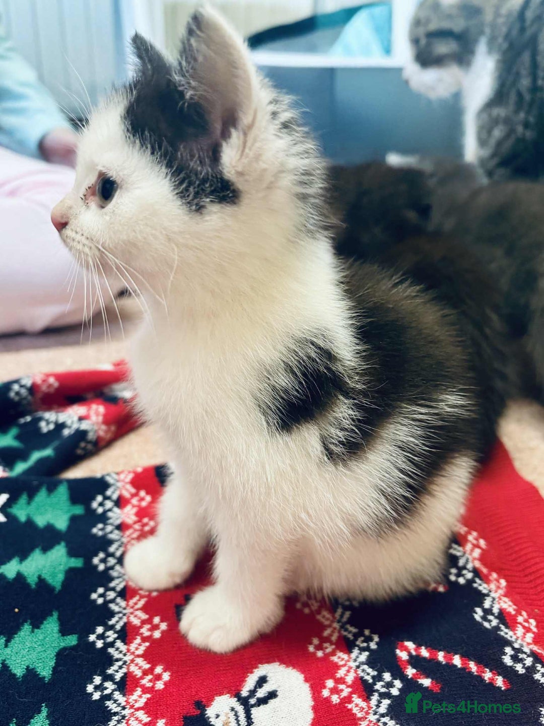 Mixed Breed cats for sale: Kittens mix - Advert 6