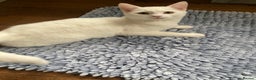 Turkish Van cats for sale: Gorgeous Turkish Van kitten - Advert 38
