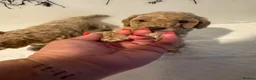 Cockapoo dogs for sale: 🌟 OUTSTANDING cockapoo puppies F1B 🌟 - Advert 21