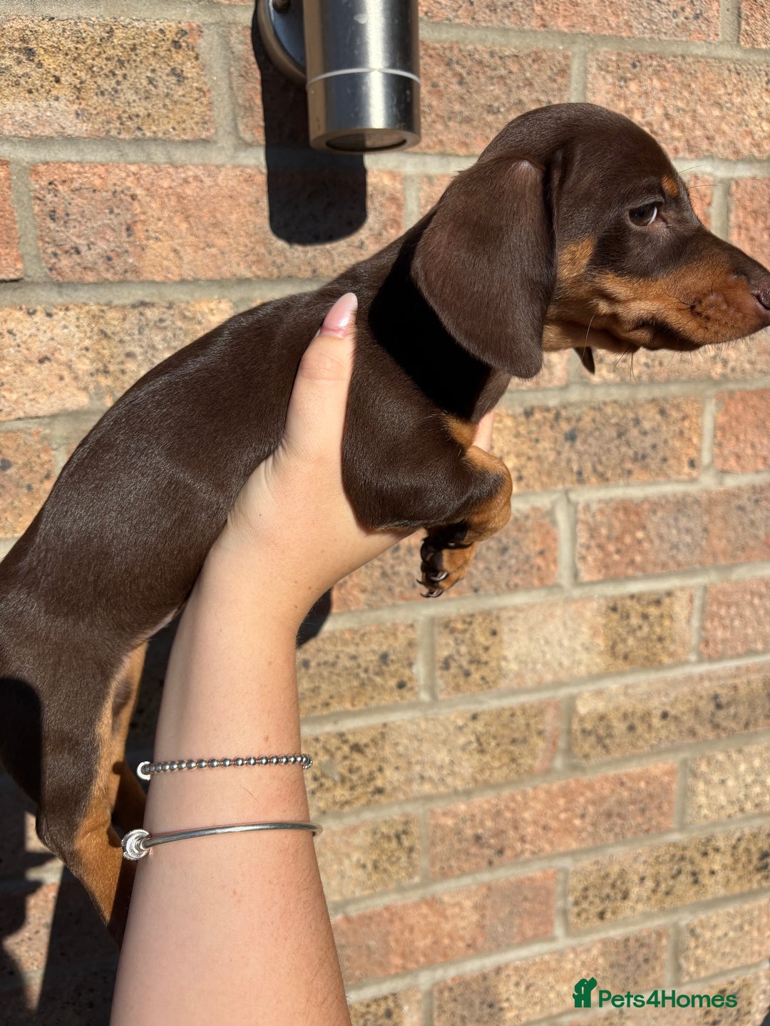 Miniature Dachshund dogs for sale: Miniature Dachshunds - Image 24