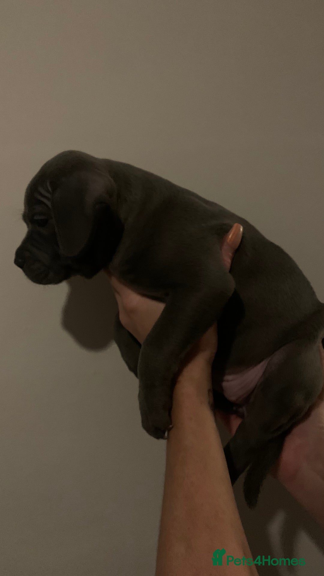Staffordshire Bull Terrier dogs for sale: Blue Staffordshire bull terrier puppies  - Image 20