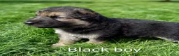 German Shepherd dogs for sale: Gorgeous German Shepherd pups for sale - Advert 14