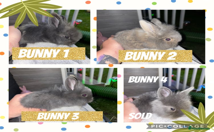 Lionhead rabbits - Advert 5