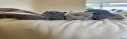 British Shorthair cats for sale: 4 British shorthair kittens  - Advert 13