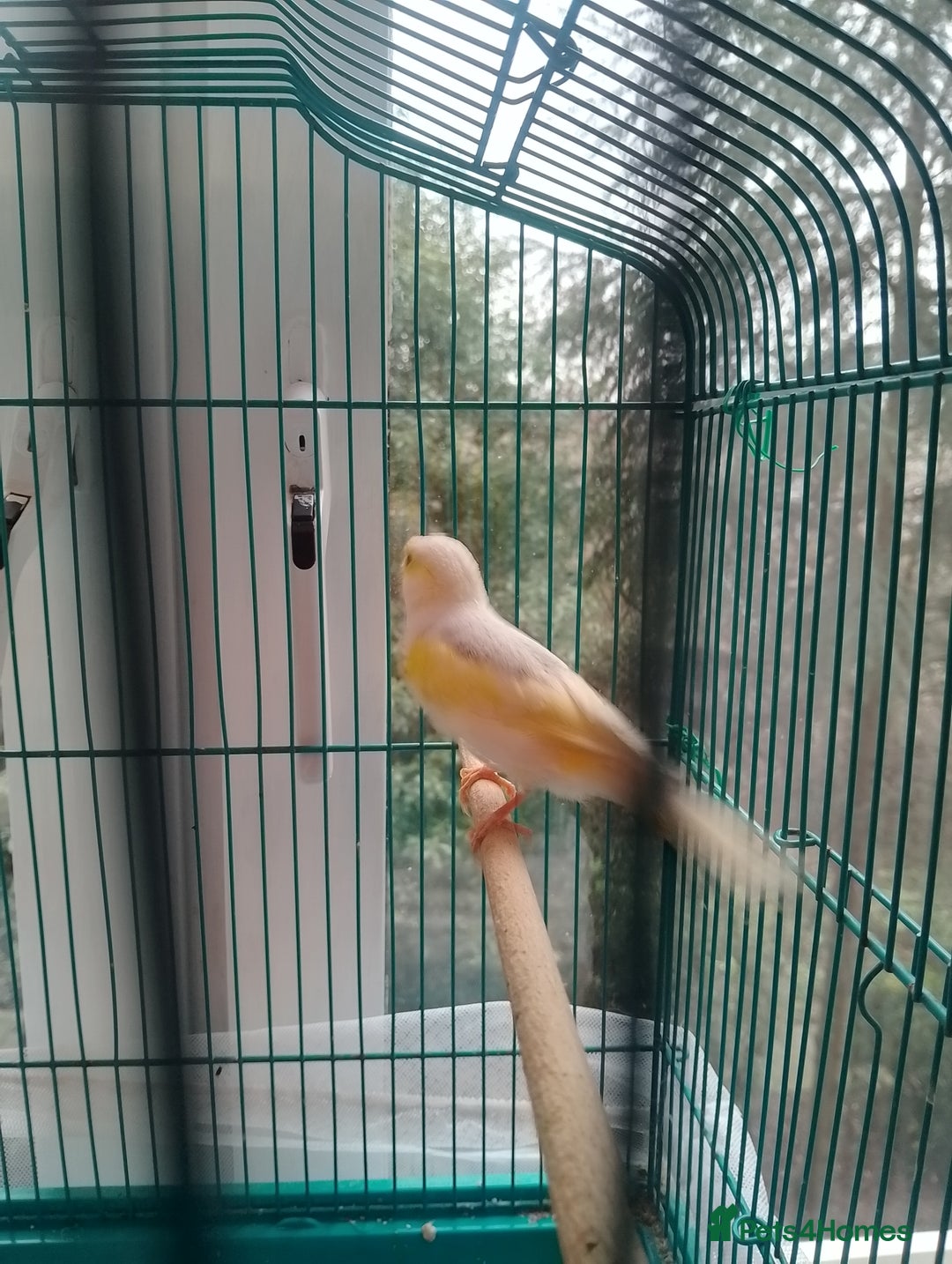 Canaries birds for sale: Yellow mosaic canaries for sale  - Advert 16