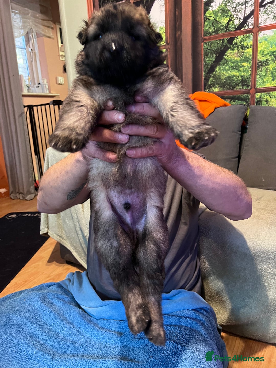 German Shepherd dogs for sale: German shepherd puppies - Image 14
