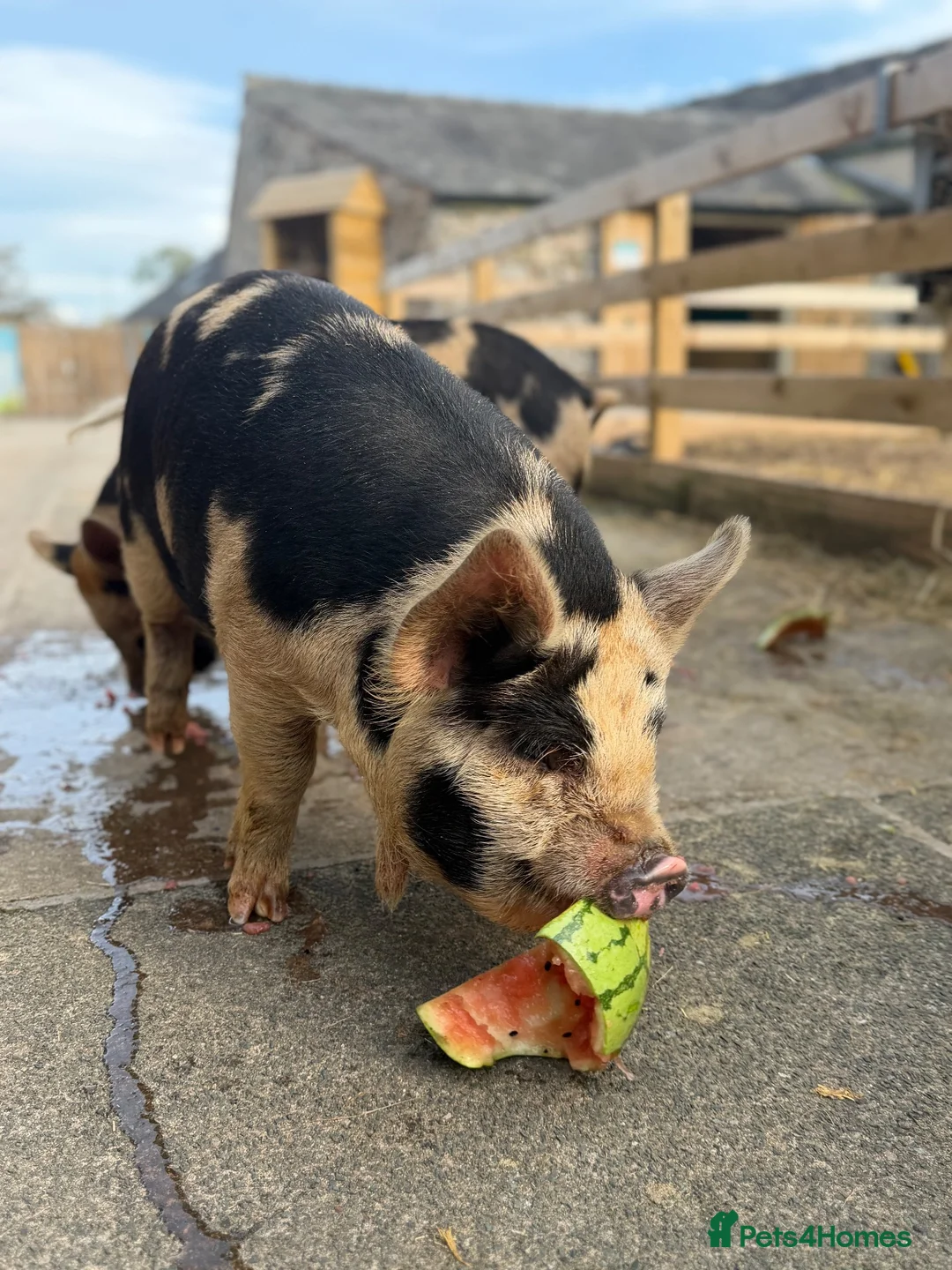 Pig livestock for sale: Kunekune piglets  - Advert 1