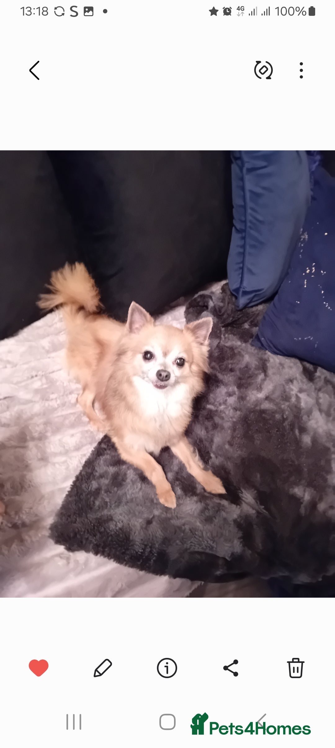 Chihuahua dogs for sale: CHIHUAHUA  - Image 4