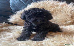 Miniature Poodle dogs for sale: Last little girl miniture poodle,ready now. - Image 14
