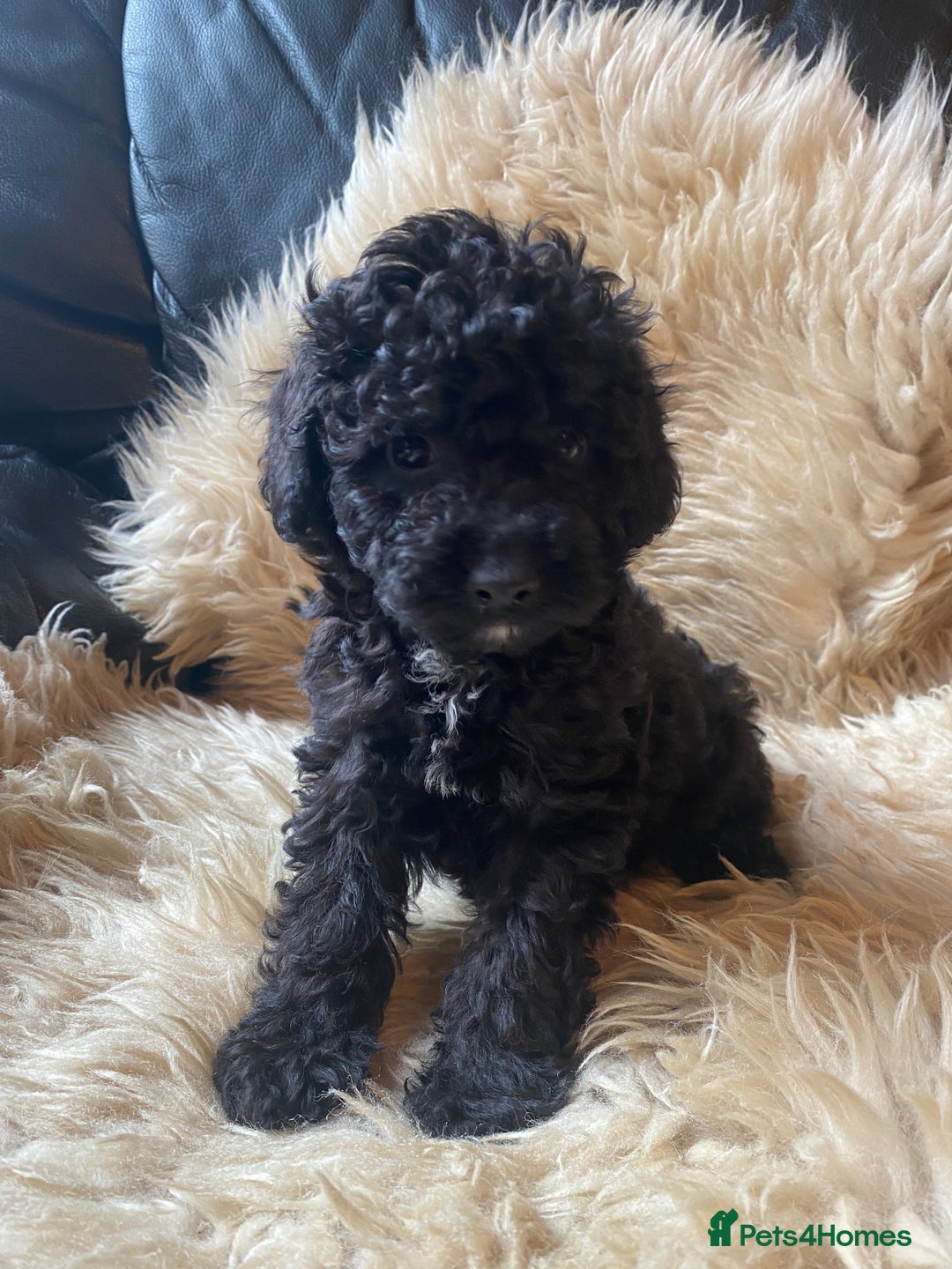 Miniature Poodle dogs for sale: Last little girl miniture poodle,ready now. - Image 14