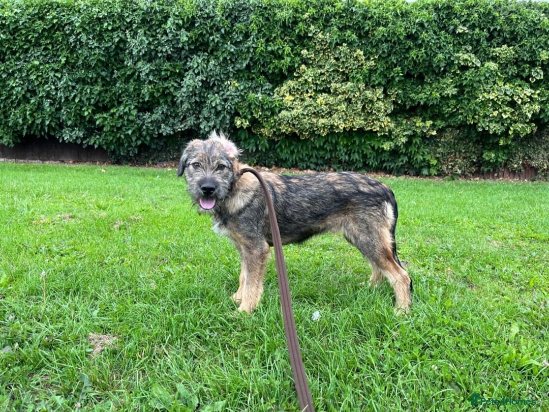 Mixed Breed dogs for adoption: Saffie - North Walsham Norfolk  - Image 4