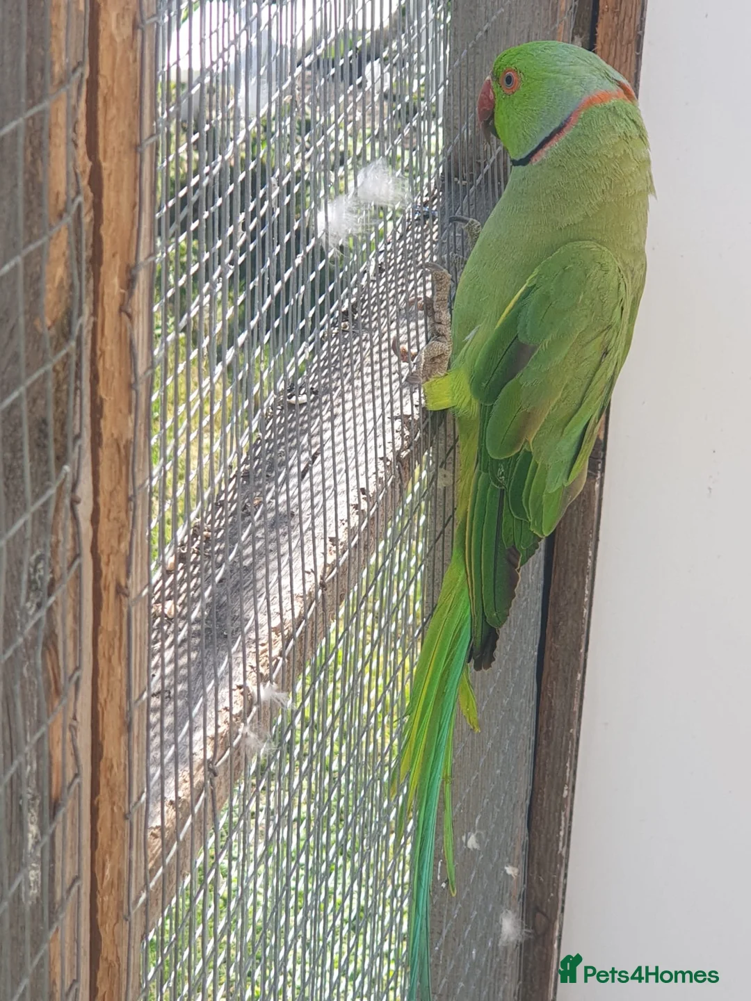 Ringnecks birds for sale: Indian Ringnecks  - Advert 2