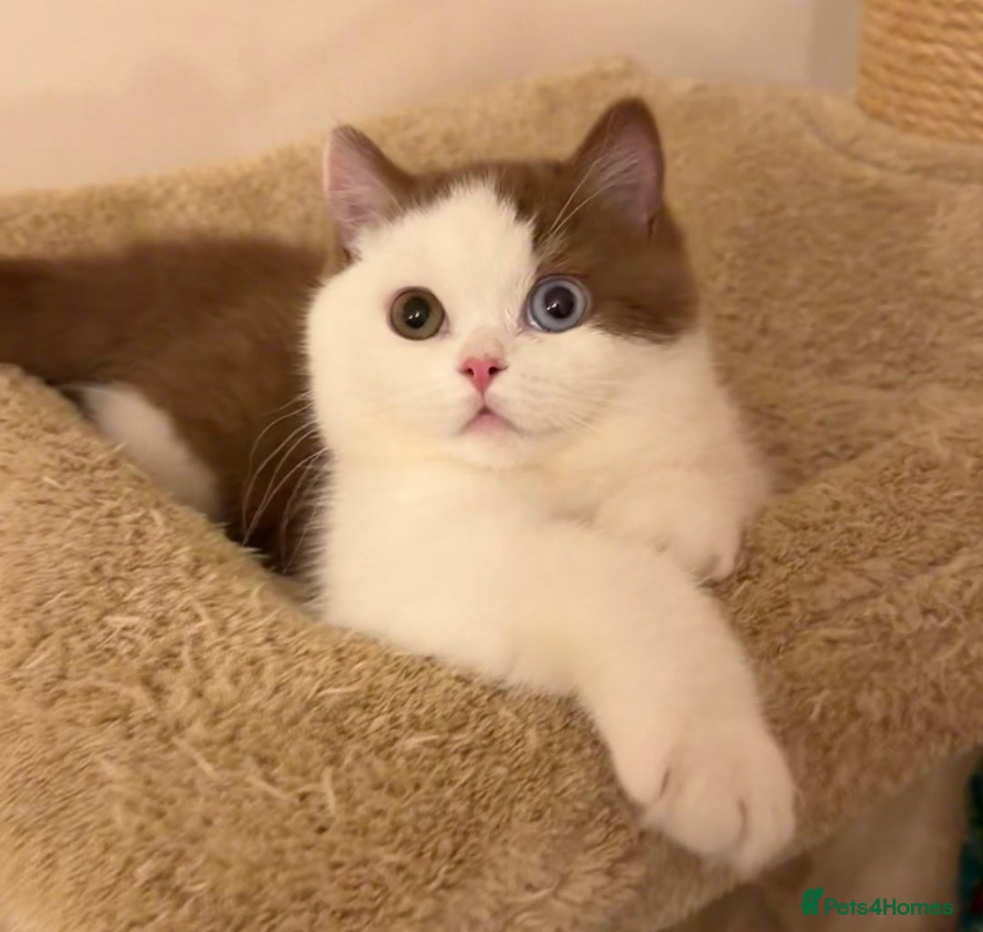 British Shorthair cats for sale: British Shorthair kittens  - Advert 10