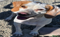 Beagle dogs for adoption: Cindra- young and dog social  - Advert 3