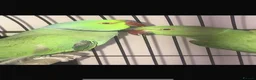 Mixed Breed birds for sale: Breeding pair of Indian ringnecks - Advert 2