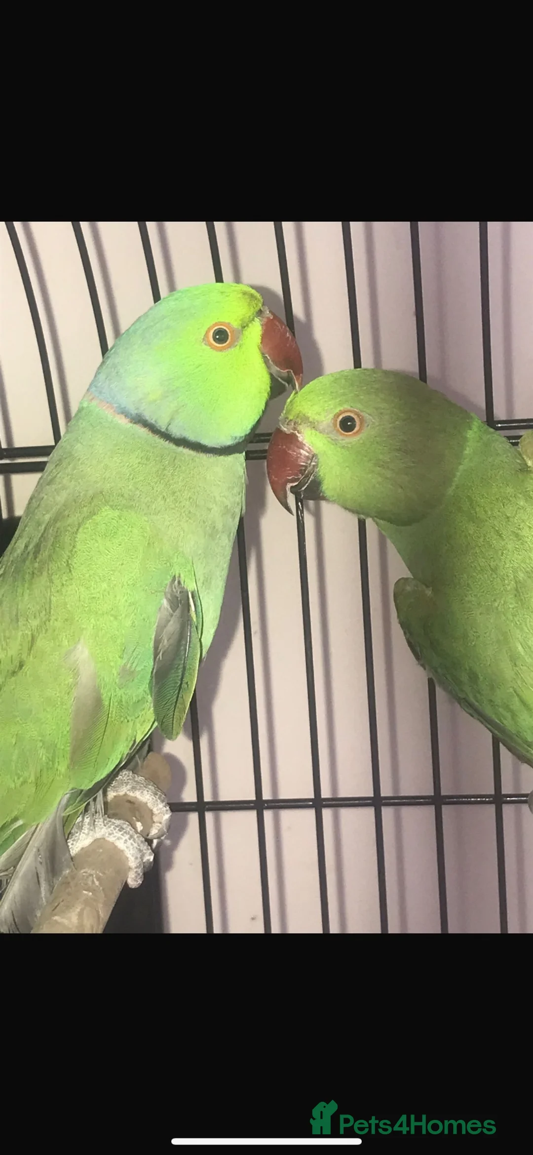 Mixed Breed birds for sale: Breeding pair of Indian ringnecks - Advert 2