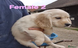 Golden Retriever dogs for sale: Dakota Sport Retriever Puppies  - Image 4