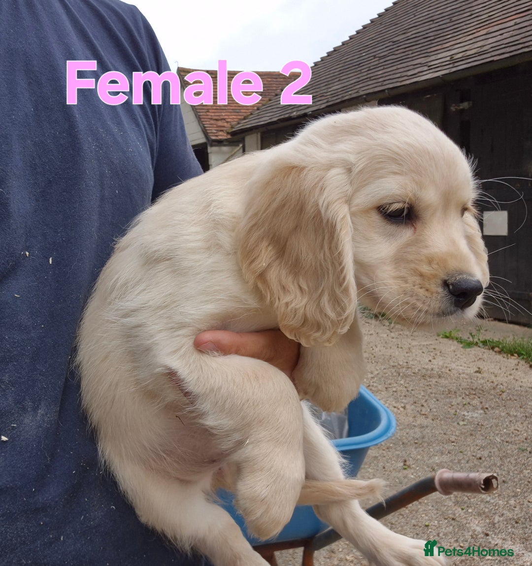 Golden Retriever dogs for sale: Dakota Sport Retriever Puppies  - Image 4
