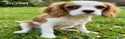 Cavalier King Charles Spaniel dogs for sale: Blenheim Cavalier King Charles Spaniel Puppies - Advert 16
